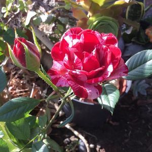 Meet your Posher, 米